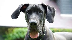 They sleep in our beds, lay on our couches and share our lives. 5 Things You Didn T Know About Great Danes Pet Health Insurance Tips