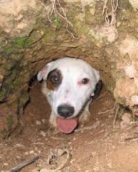 Curious about a toy elephant. Jack Russell Terrier Breed Information History Health Pictures And More