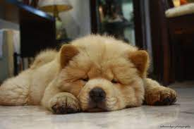 Little Teddy Bear By Tokiwashojo On Deviantart Chow Chow Puppy Chow Chow Dog Puppy Puppies