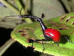 Image result for Trichopteryx elegantula