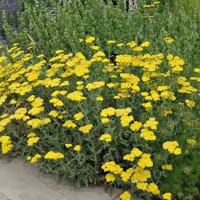 Image result for Achillea