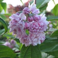 Image result for Deutzia hybrida Pink Pompon