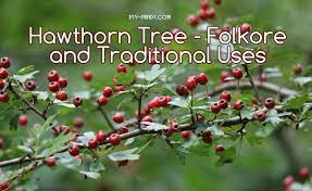 hawthorn tree folkore and traditional uses psyminds hawthorn tree hawthorn tree