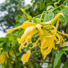 Image result for Cananga