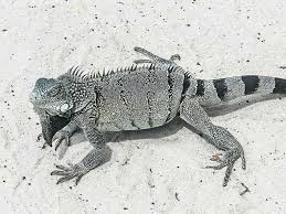 Jul 02, 2021 · eine ameisenkolonie in mexiko zeigt, was teamwork ist. Welttag Der Eidechsen World Lizard Day 14 August