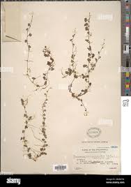 Image result for Merremia emarginata