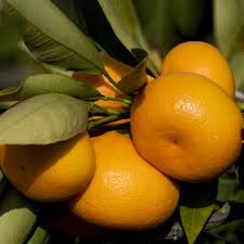 Image result for Citrus reticulata