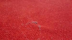 Noticed a bunch of lint balls on your sofa? How To Remove Lint Balls From Clothing And Sofa Youtube