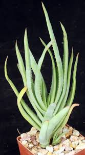 Image result for Aloe mzimbana