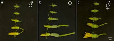 Image result for female flowers cucumber