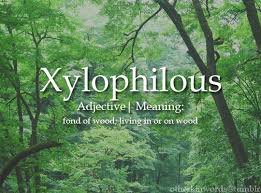 Otherkinwords Xylophilous Adjective Fond Of In 2020 Weird Words Uncommon Words Unusual Words