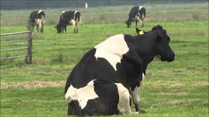 Discover the magic of the internet at imgur, a community powered entertainment destination. Sitting Cow Youtube