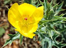 Image result for Argemone