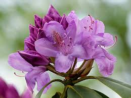 Erfahren sie im pflanzenlexikon alles über die pflege der azalee. Die Besten Nachbarn Fur Rhododendron Und Azaleen Freudengarten
