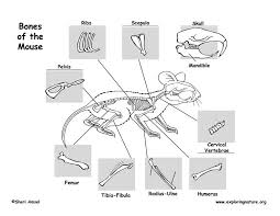 Mouse Deer Mouse Deer Mouse Drawing Animal Skeletons