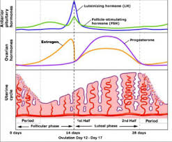 The Four Phases Of Your Menstrual Cycle