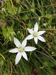 Image result for Lobelia petiolata