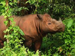 Sumatran Rhino Critically Endangered Sumatran Rhino Sumatran Rhinoceros Endangered Animals