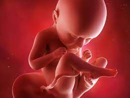 Le fœtus à 16 semaines de grossesse
