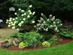 Hydrangea Trees Knecht S Nurseries Landscaping Hydrangea Landscaping Evergreen Landscape Front Yard Hydrangea Tree