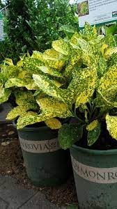 A perfect solution for bold color in the most shaded garden areas; Mr Goldstrike Aucuba Shade Loving Plants Landscape Plan Shade Garden