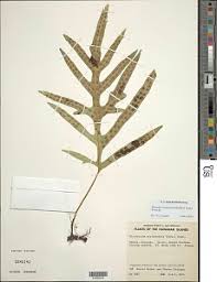 Image result for Lepisorus excavatus