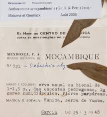 Image result for Antherotoma senegambiensis