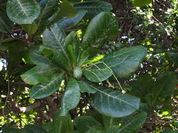 Image result for Terminalia stuhlmannii