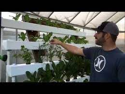Hydroponic Nft With Bucket System Dutch Bucket Hydroponics Hydroponic Grow Systems Aquaponics System