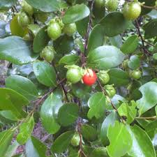 Image result for Dovyalis