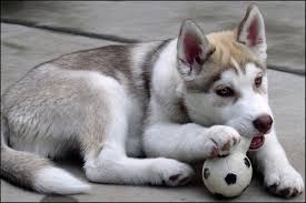 How Much Should I Feed My Siberian Husky Puppy