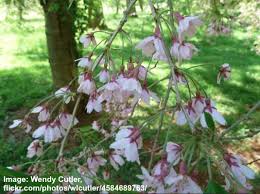 Dear ashridge i have now received the plants as ordered and want to say how impressed with the 50 dwarf box plants ordered. Dwarf Or Small Cherry Blossom Trees With Pictures With Care Guide
