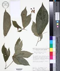 Image result for Rinorea