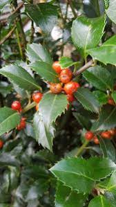 We did not find results for: Ilex Meserveae Blue Maid Hedging Plants For Sale Online Uk