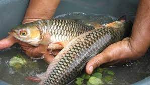 Paling Jitu Umpan Ikan Jelawat Lampam Lombong Di Sungai Danau