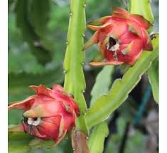 Dragon fruit got it at the asian market. Dragon Fruit Cactus Plant 1 Gallon Walmart Com Walmart Com