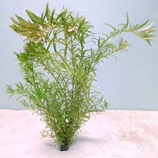 Image result for Rotala filiformis