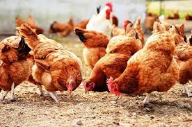 Sante Et Maladies Des Poules De Basse Cour Wikifarmer