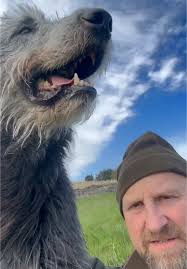 Irish Wolfhound Behavior and Fun Moments