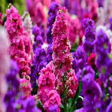 Image result for Matthiola