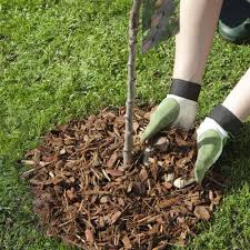 Rindenmulch Rindenmulch Garten Pflanzen Pflanzen Pflege