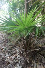 Image result for Livistona australis