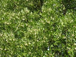 Image result for Antherotoma angustifolia