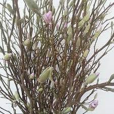Pink Magnolia Grandif Is Now Available At Wholesale Prices Very Popular For Wedding And Event Flowers Wholesale Flowers Florist Supplies Flowers For Everyone