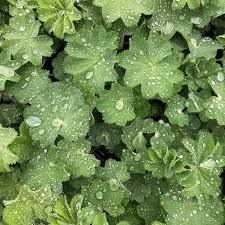 Image result for Alchemilla johnstonii