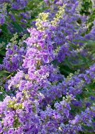 Image result for Vitex