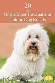 20 Of The Most Unusual And Unique Dog Breeds Unique Dog Breeds Dog Breeds Unusual Dog Breeds