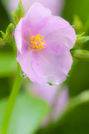 Image result for Talinum fruticosum