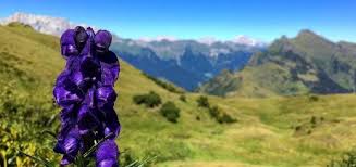 Vive su prati montani e pascoli fino a 2800m di quota fiorisce tra marzo e aprile: 3 Fiori Primaverili Che Sbocciano Nei Boschi Di Montagna In Primavera