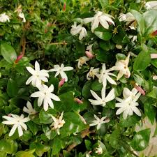 Image result for Jasminum multipartitum